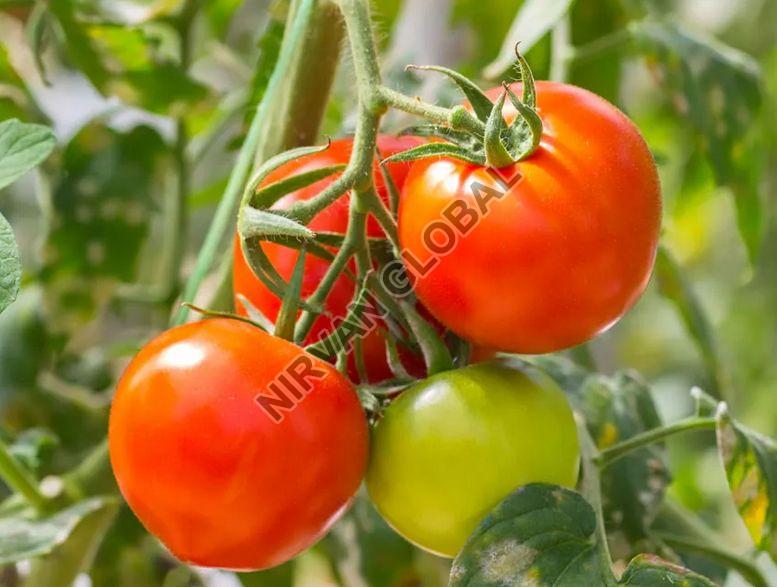 Fresh Tomato