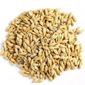 Barley Grain