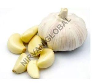 Fresh Garlic