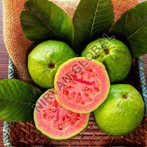 Fresh Guava