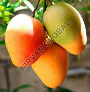 fresh mangoes