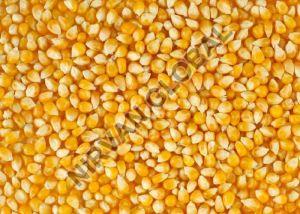 Maize Seeds